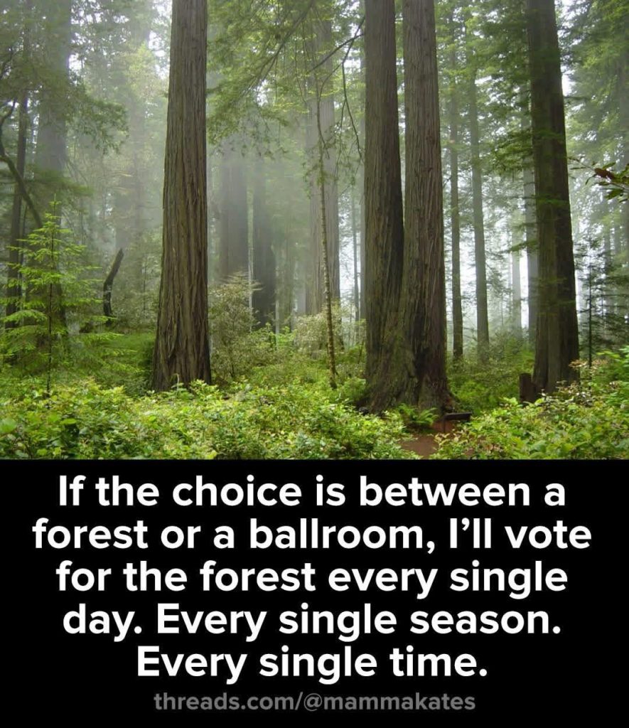 Misty forest with tall trees and inspirational quote
