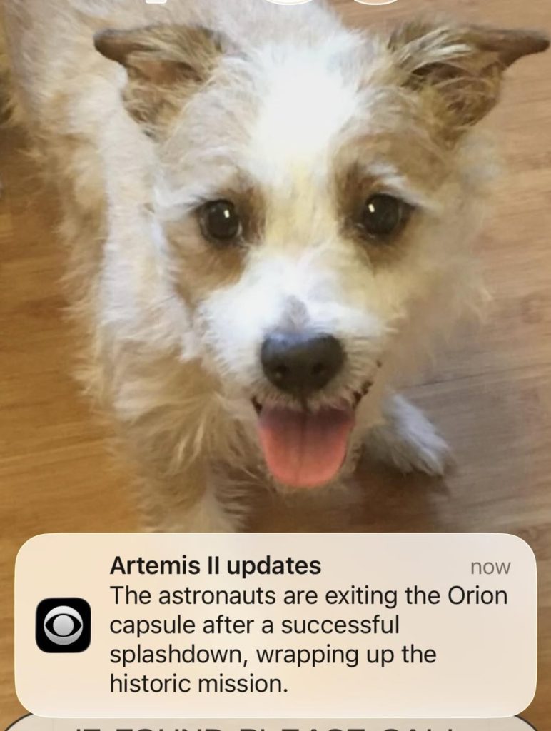 Happy dog with tongue out above space mission notification
