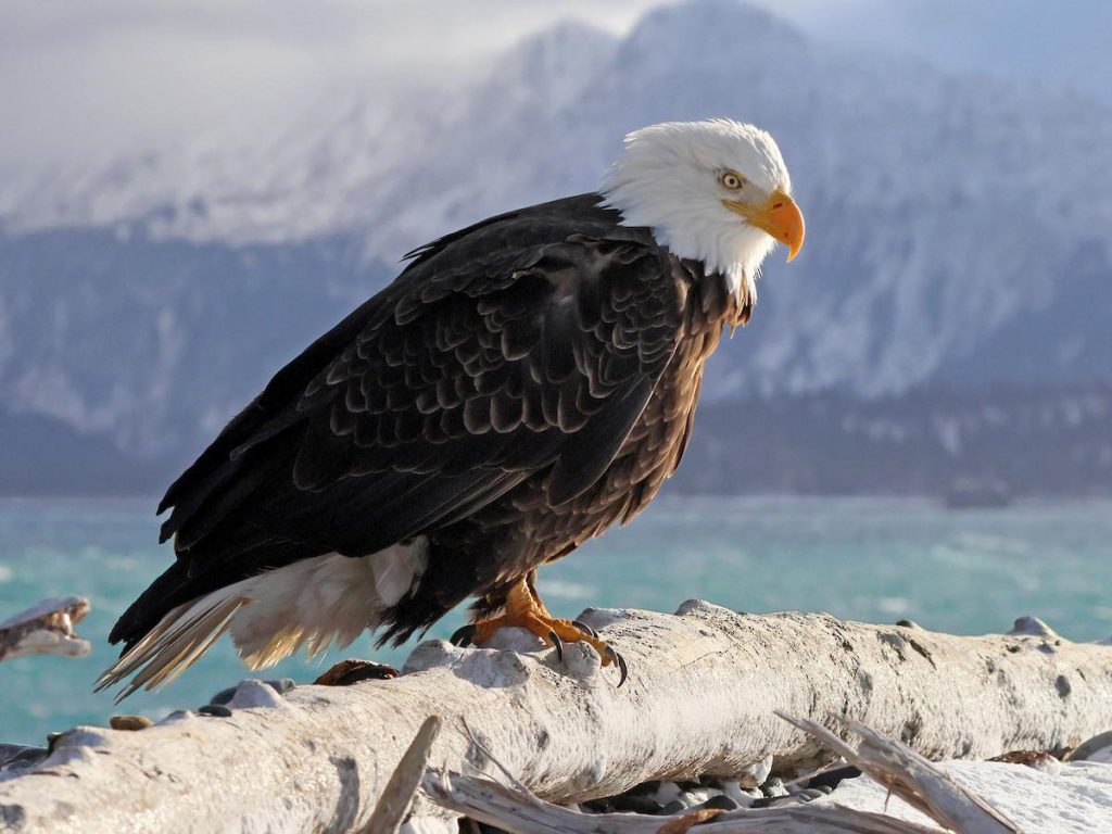 Bald eagle perched on driftwood near mountain lake