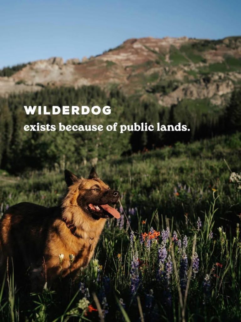 German Shepherd dog in wildflower meadow with mountains