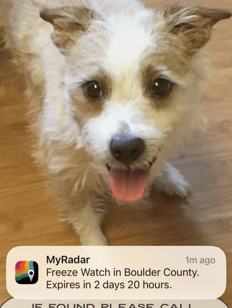 Happy dog with tongue out above weather alert notification