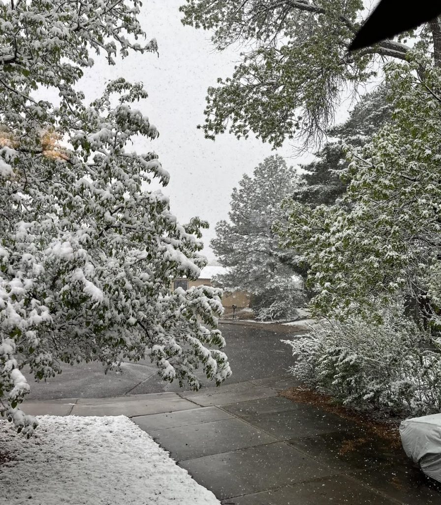 Snow-covered trees and sidewalk in winter residential area