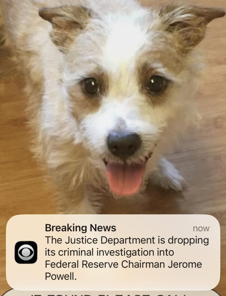 Small fluffy dog with breaking news notification overlay