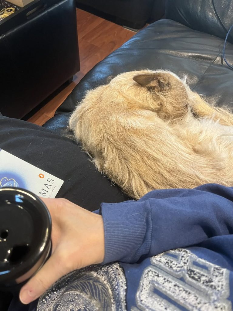 Golden dog sleeping peacefully on black leather chair