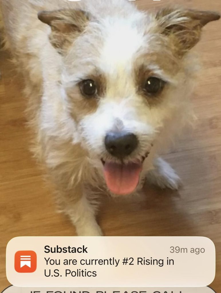 Happy small dog with tongue out receiving notification