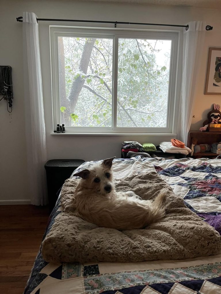 Small white dog resting on bed in bedroom